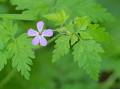 Washington State, Central Cascades. Close-up of wild geranium purple flower and green leaves Art Print